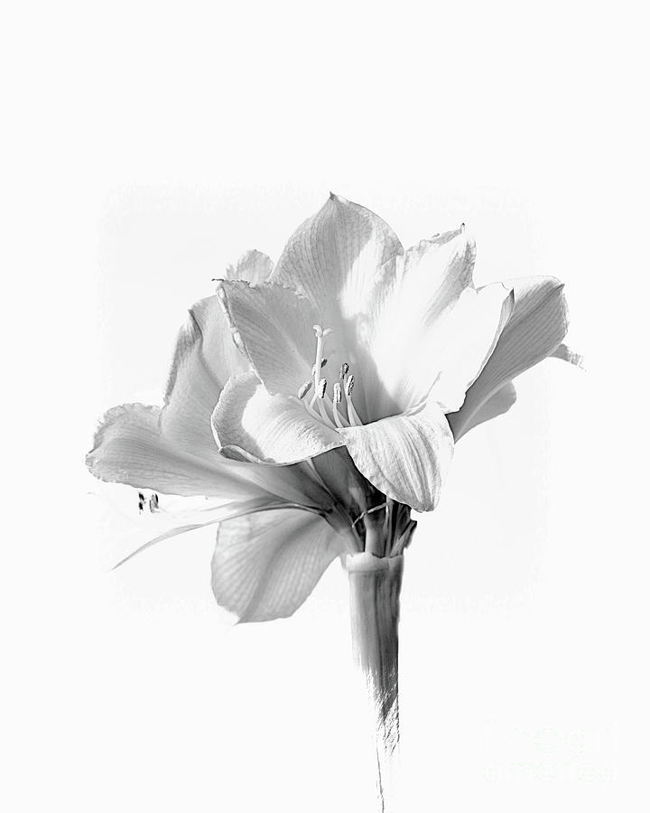 Amaryllis in Black and White Photograph by Lynn Bolt