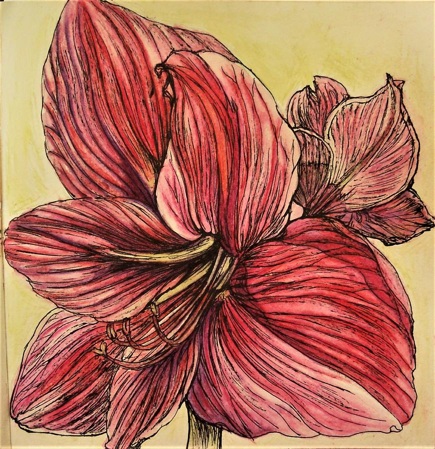 Amaryllis in Bloom Drawing by Renu S