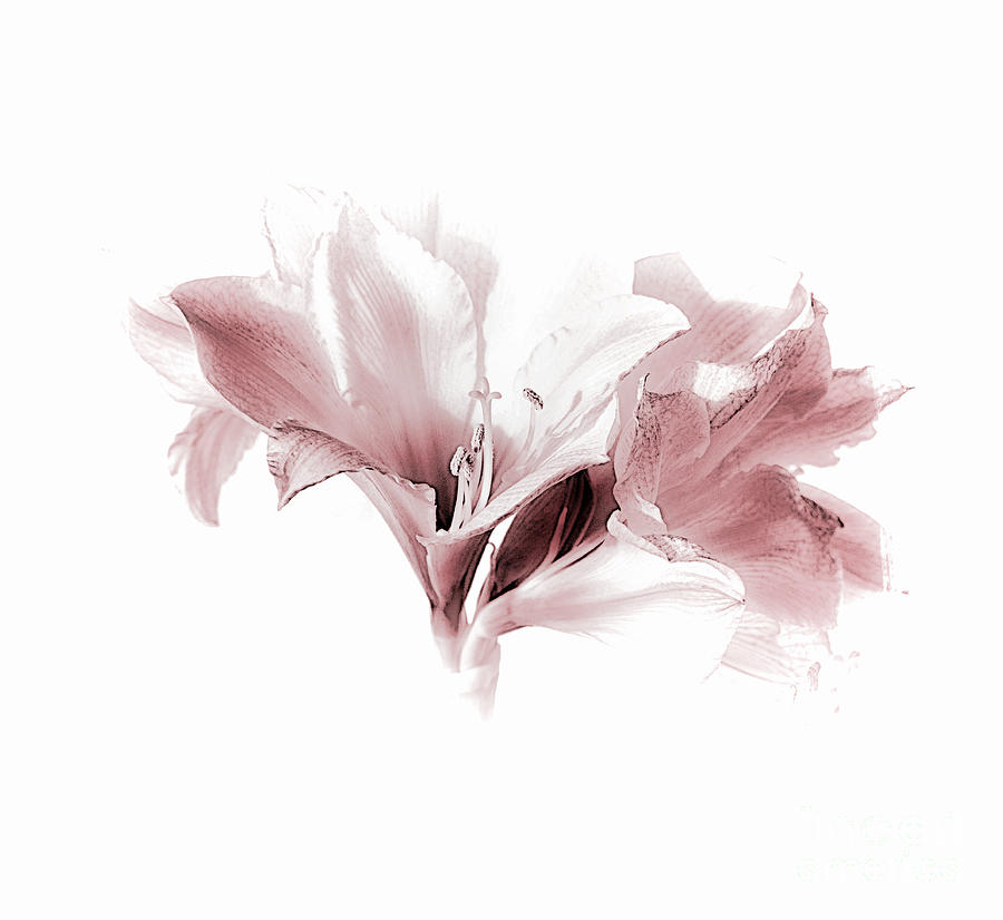 Amaryllis in Pink Tones 2 Photograph by Lynn Bolt
