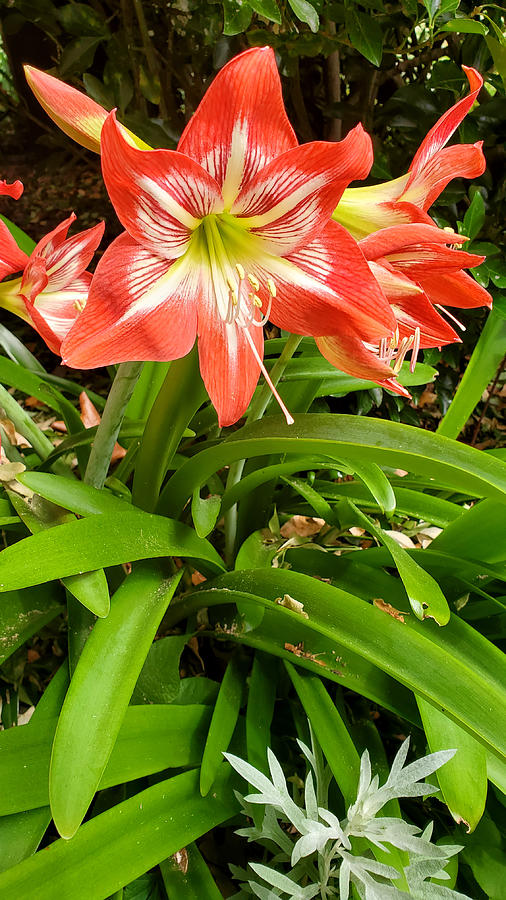 Amaryllis Minerva Blooms Photograph by Kenny Glover