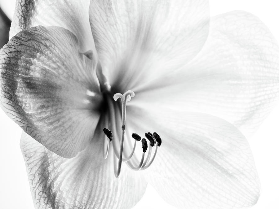 Black And White Photograph - Amaryllis by Nailia Schwarz