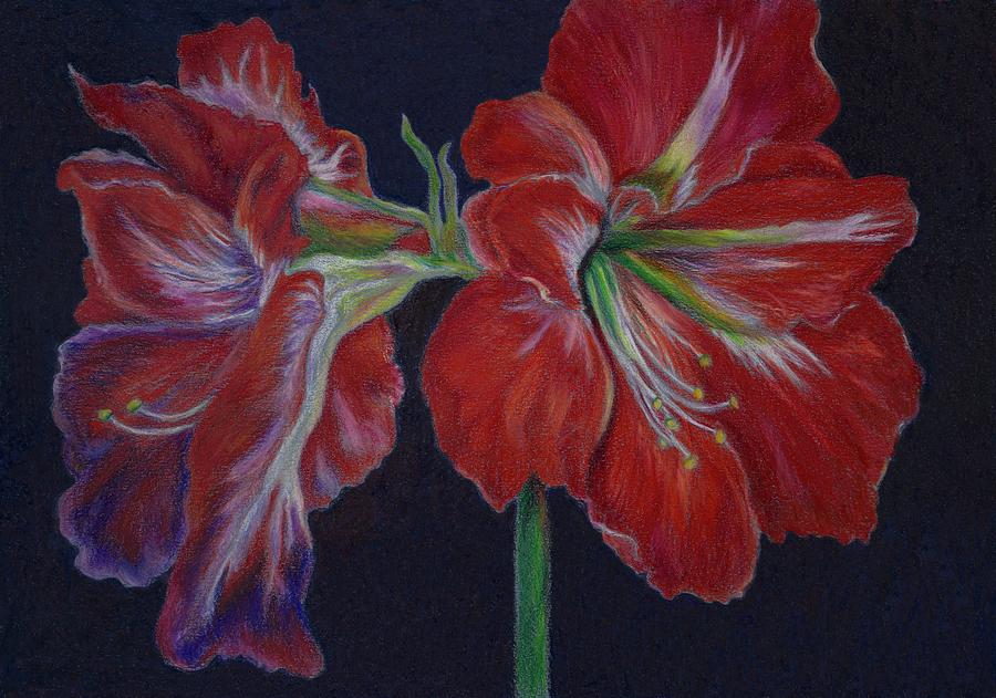 Amaryllis Drawing by Suharshini Seneviratne | Fine Art America