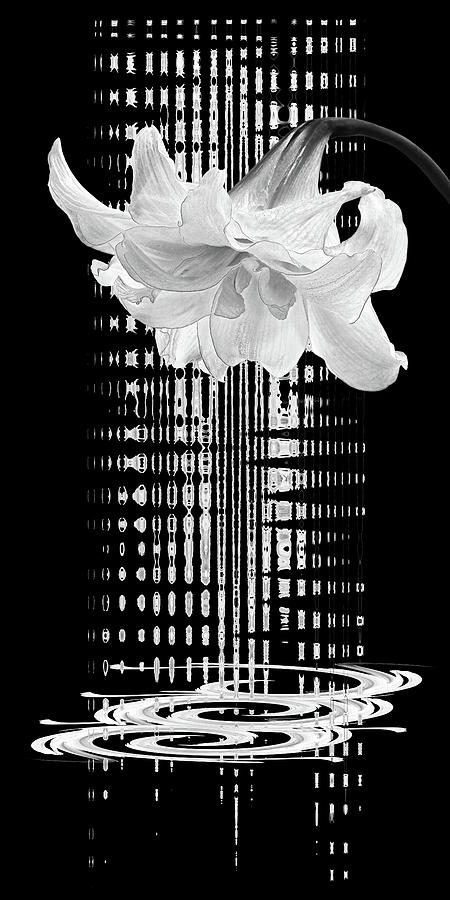 Amaryllis Symphony Black And White Photograph by Gill Billington
