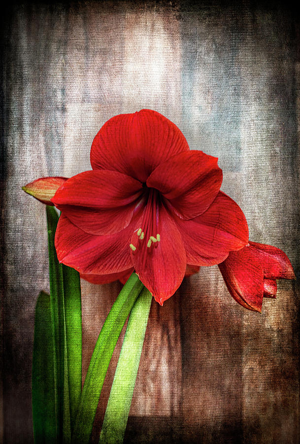 Amaryllis-the Christmas Flower Photograph