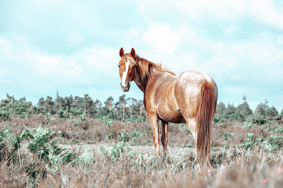 Amaya - Horse Art Photograph by Lisa Saint