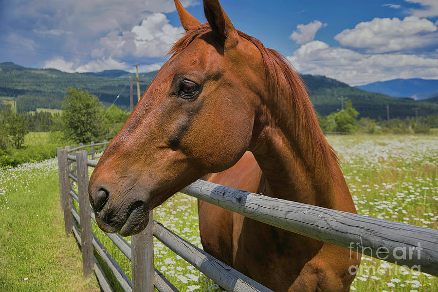 Horse Photograph - Amazing Beauty by Douglas White