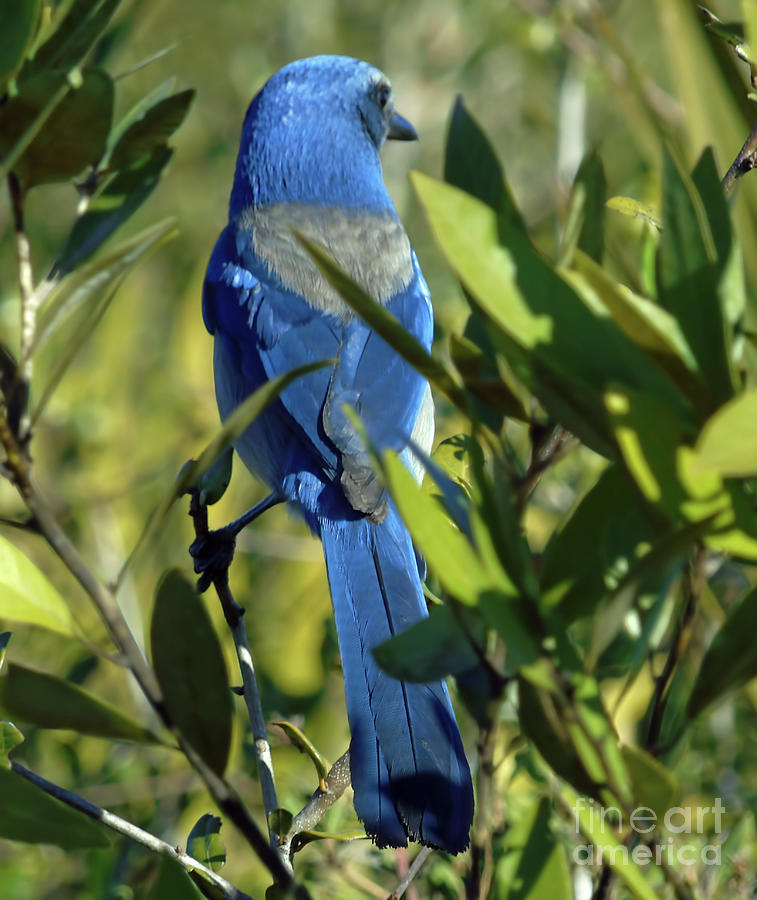 Amazing Blue Scrub Jay Photograph by D Hackett