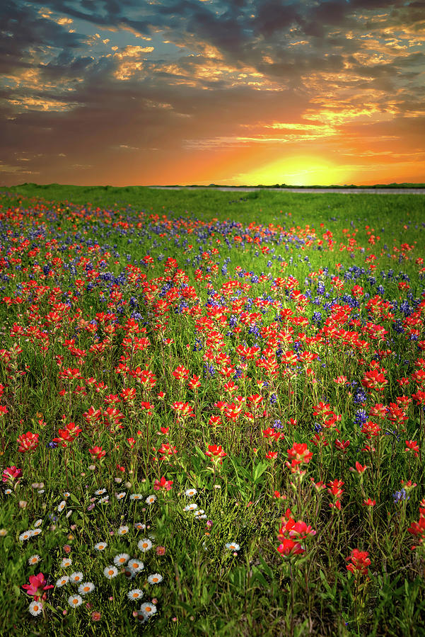 Amazing Grace and Wildflowers Photograph by Lynn Bauer