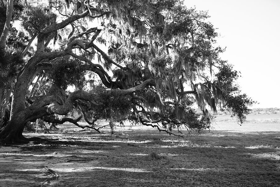 Amazing Grace Oak Tree Photo Photograph by Sharon Cummings Amazing Grace Oak Tree Photo Photograph by Sharon Cummings