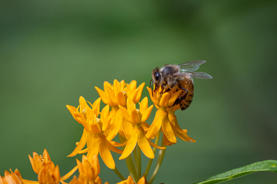 Amazing Honey Bee Photograph by Linda Bonaccorsi