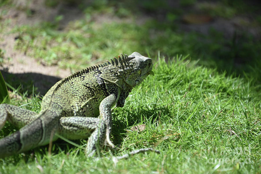 Amazing Iguana Creeping Around with Grass in His Mouth Photograph by DejaVu Designs