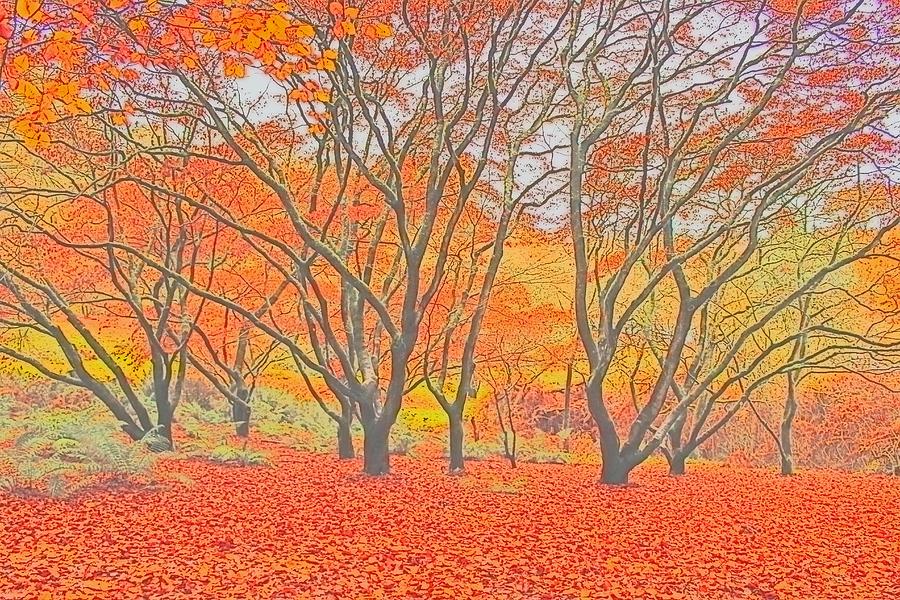 Amazing In Autumn Photograph