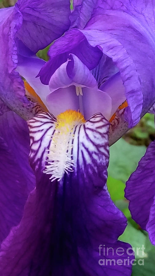 Amazing Iris Photograph by Jasna Dragun