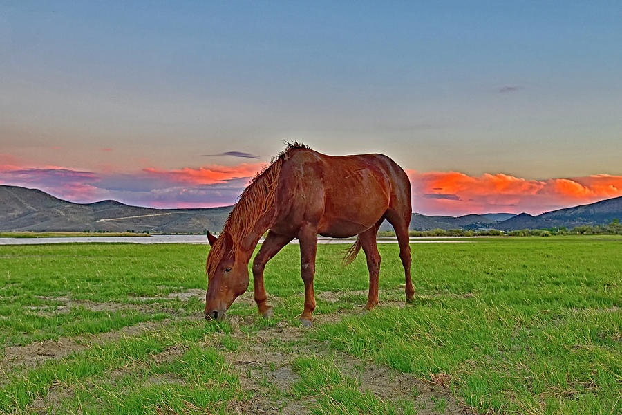 Amazing Landscape and a Horse Photograph by Amazing Action Photo Video