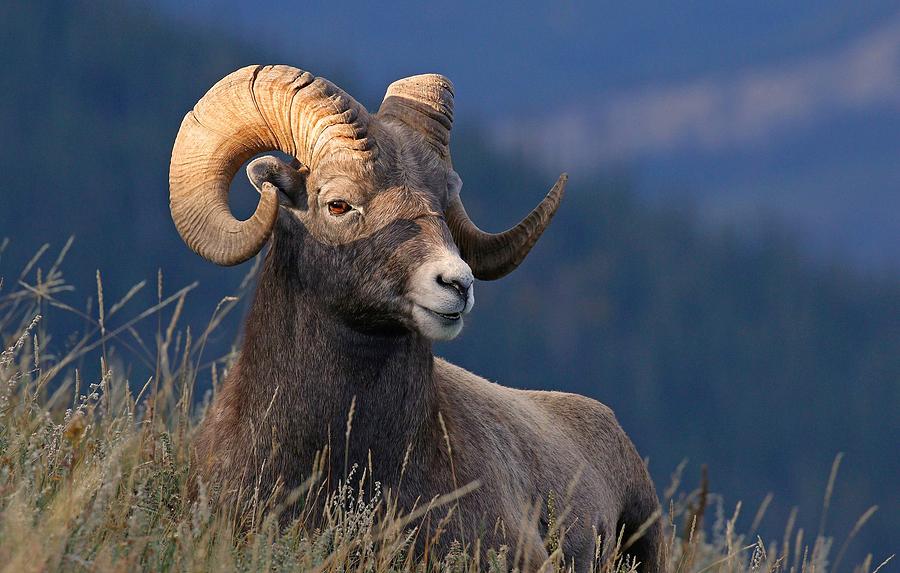 Amazing Magnificent Ram Antlers Close Up Ultra HD Photograph by