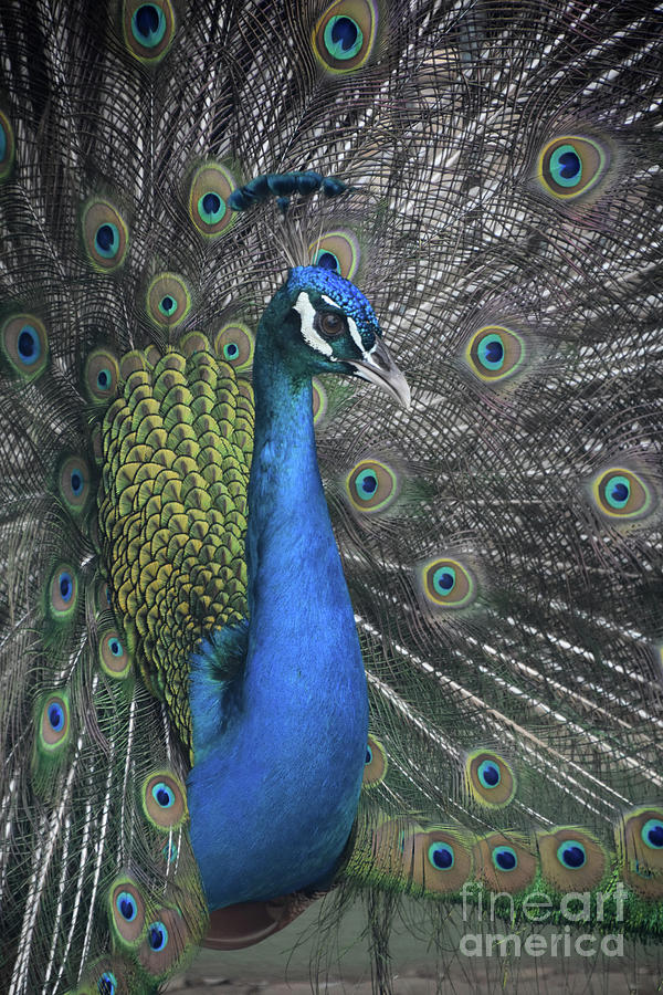 Amazing Male Peacock with Feathers Extended in a Showy Display Photograph by DejaVu Designs