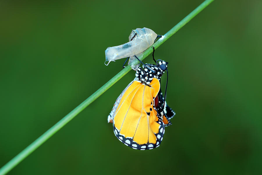 Amazing Moment About Butterfly Change Form Chrysalis Photograph by Sezer66