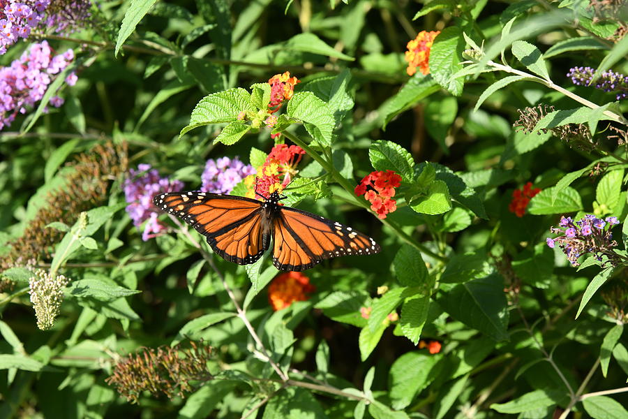 Amazing Monarch Butterfly Photograph by Robert Tubesing - Fine Art America