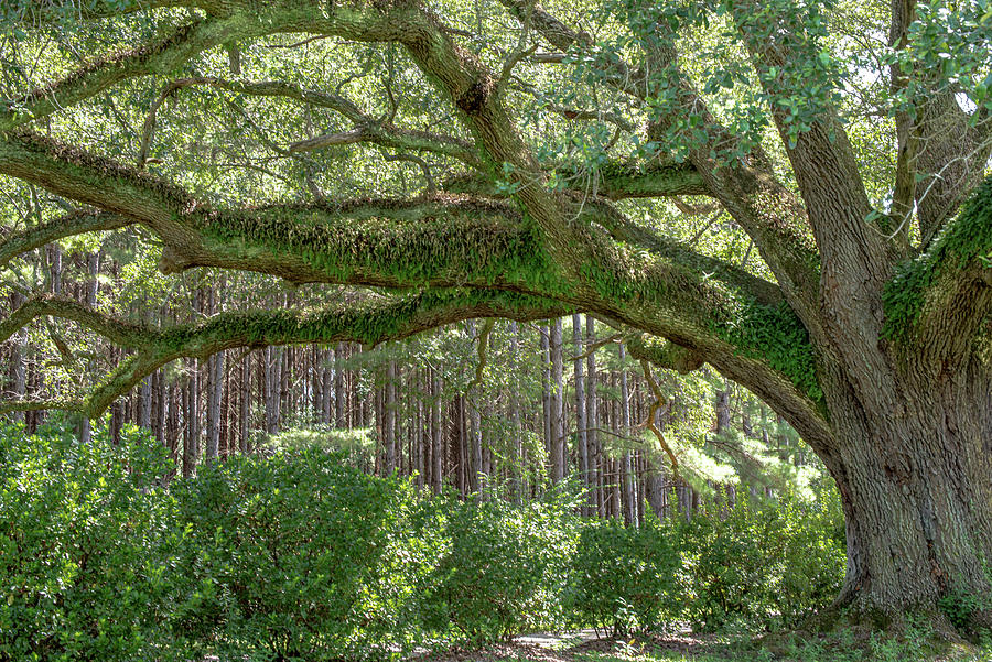 Amazing Oak Tree Photograph by Debra Kewley
