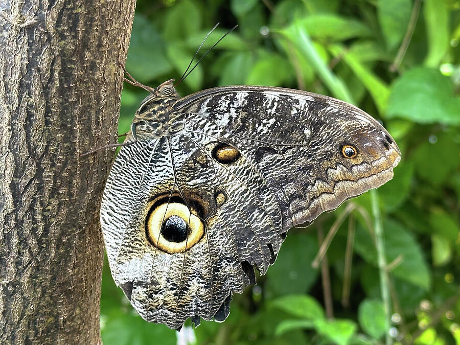 Amazing Owl Butterfly Caligo Species Photograph by Matthias Hauser Amazing Owl Butterfly Caligo Species Photograph by Matthias Hauser
