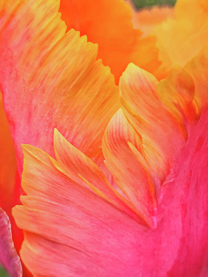 Amazing Parrot Tulip Photograph by Jill Love
