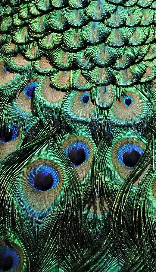 Amazing Peacock Feathers Photograph by Autumn Sleger - Pixels