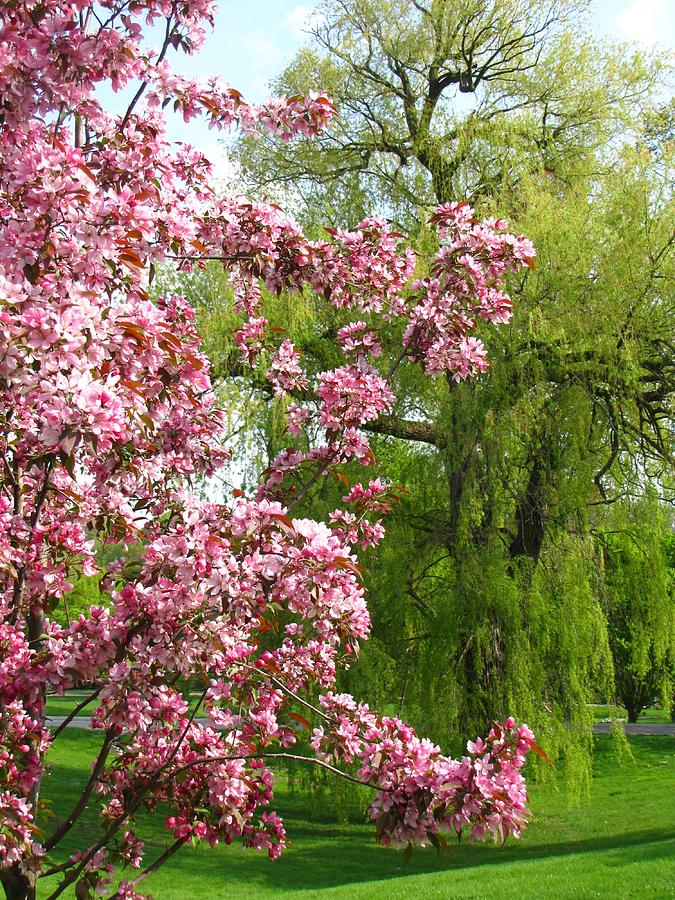 Amazing Spring Trees Photograph