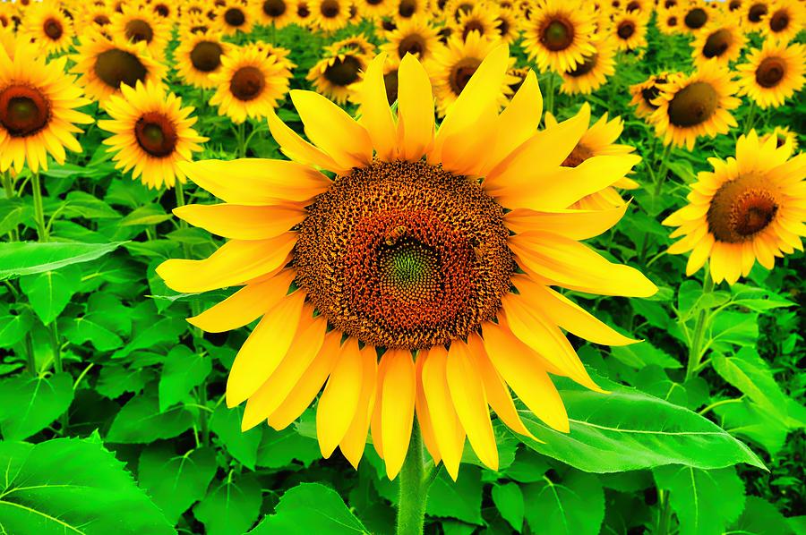 Amazing Sunflowers Photograph by Peter Cole - Fine Art America