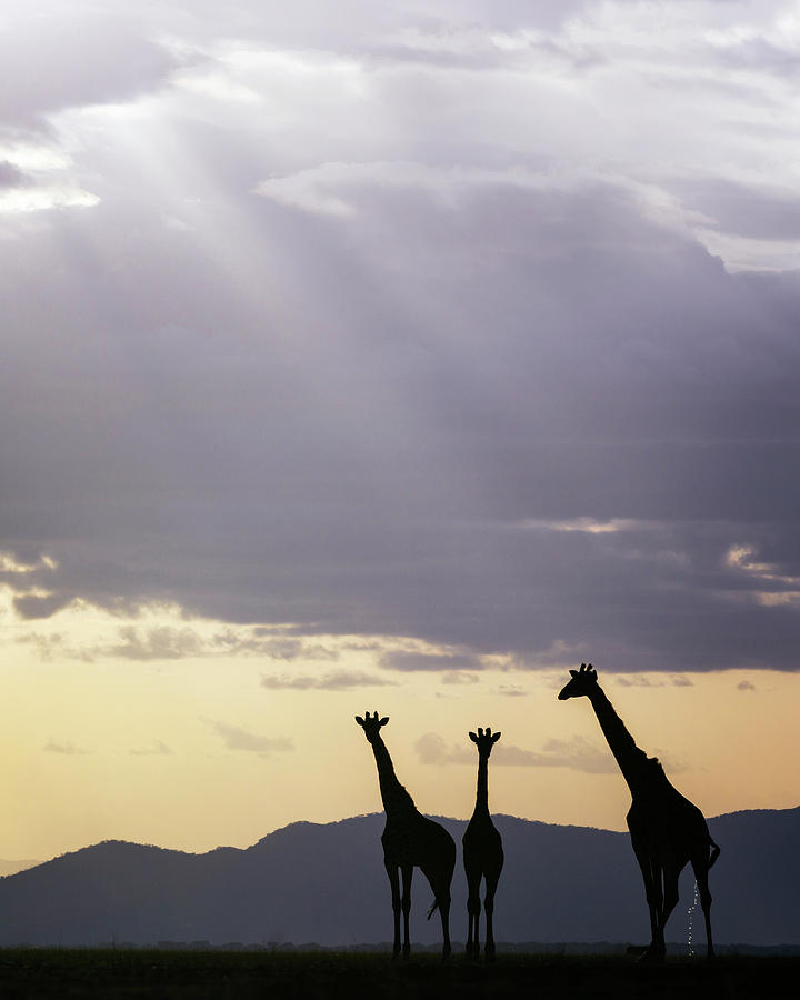 Amazing Sunrays And Girafffe Photograph