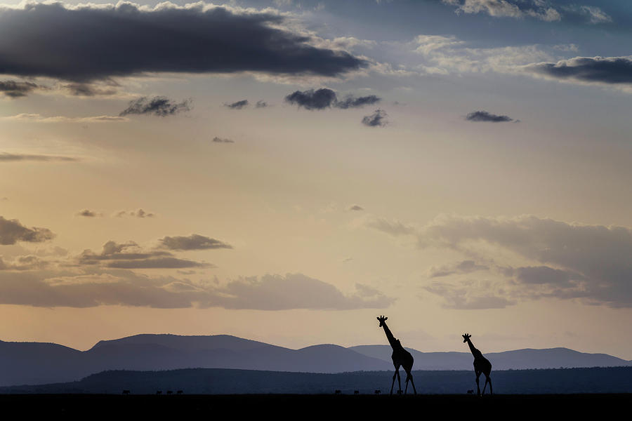 Amazing Sunset And Giraffe In Silhouette Photograph