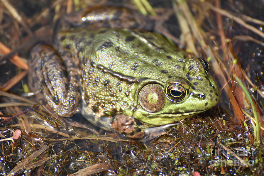 Amazing Toad In A Swampy Wetland Marsh Photograph By Dejavu Designs