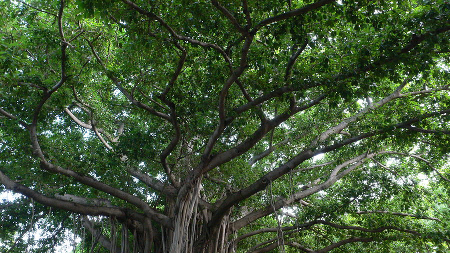 Amazing tree in Cuba Photograph by Fernando Turjanski | Pixels