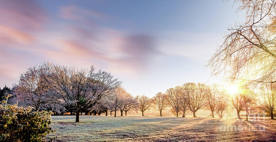 Amazing winter sunrise in Norfolk England trees Photograph by Simon Bratt