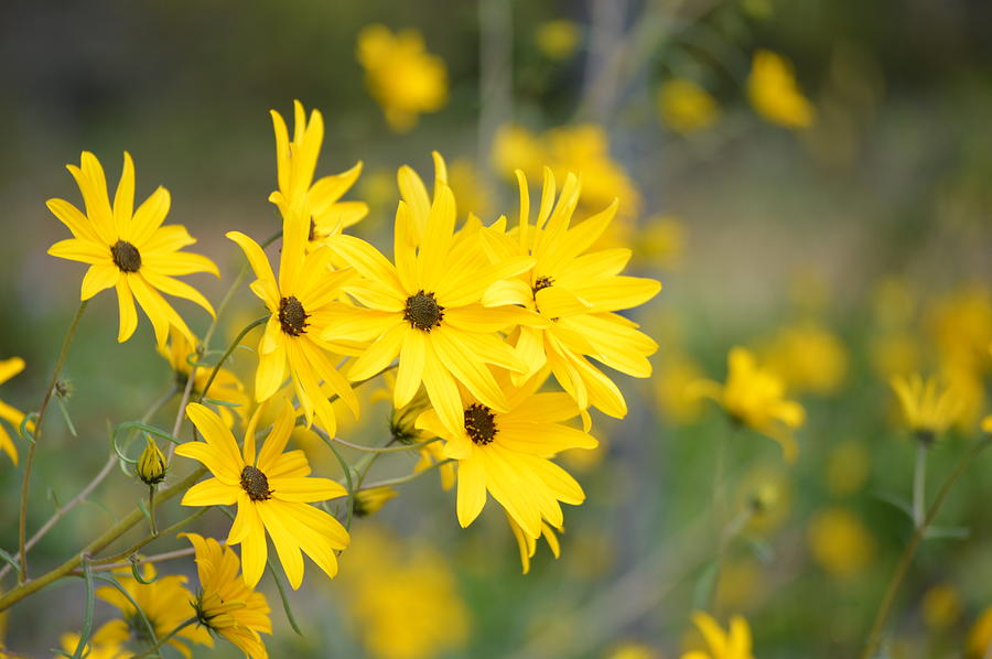 Amazing Yellow Blooms Photograph by Marla McPherson