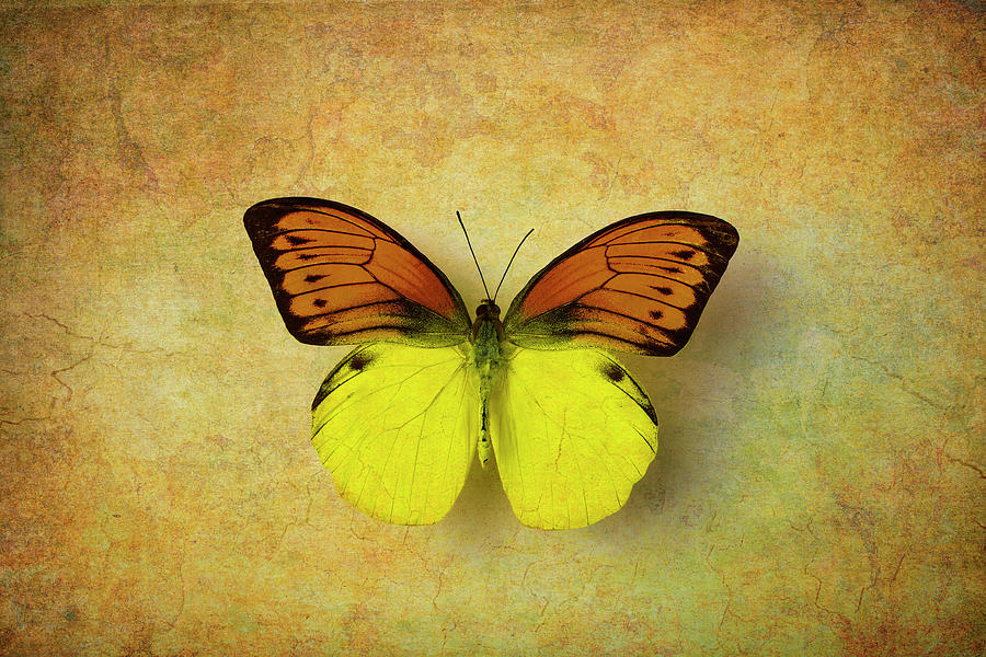 Amazing Yellow Orange Butterfly Photograph by Garry Gay - Fine Art America