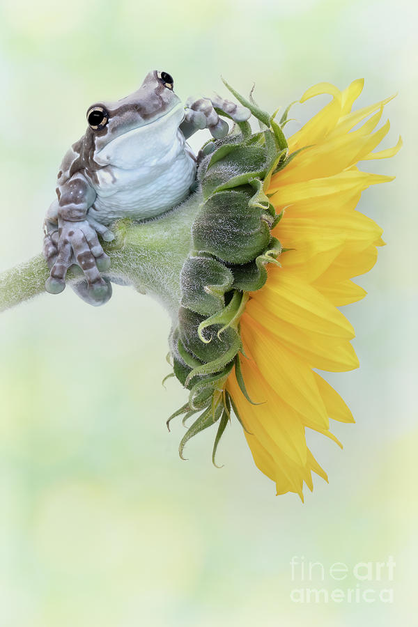 Frog Photograph - Amazon Milk Frog and Sunflower by Linda D Lester