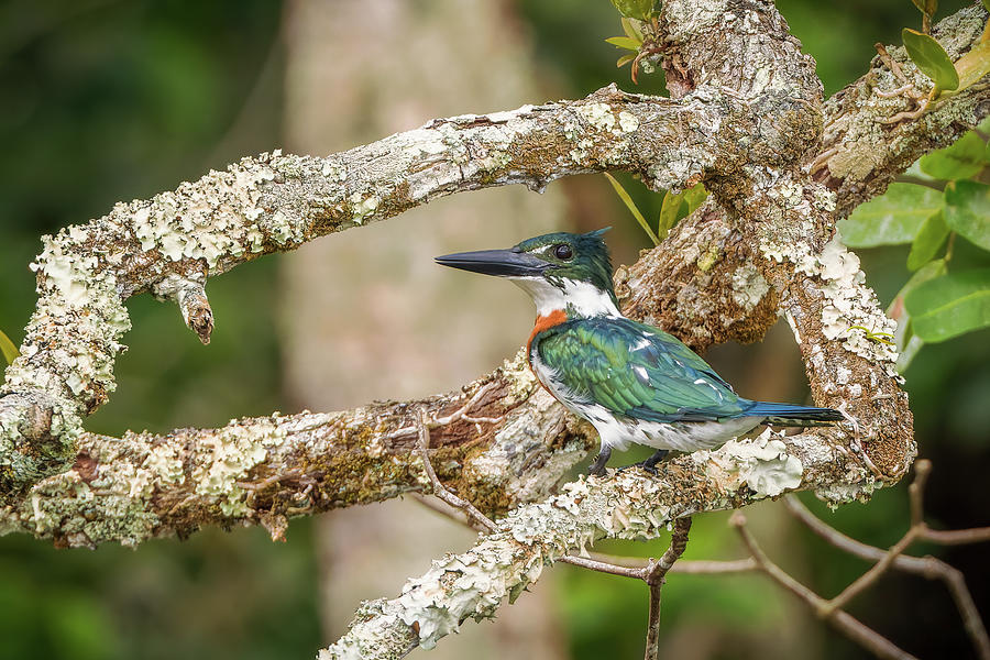 Amazon Kingfisher La Macarena Meta Colombia Photograph by Adam Rainoff