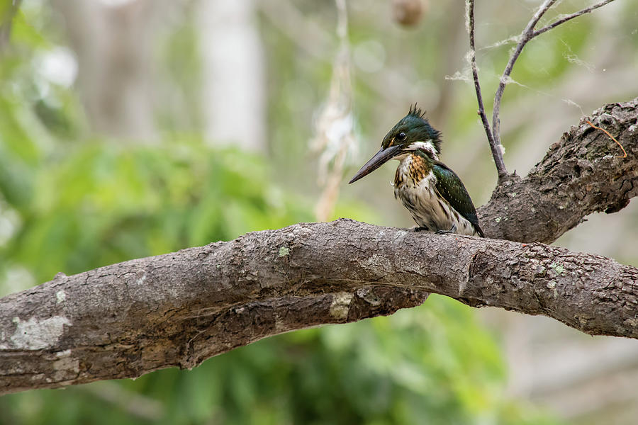Amazon Kingfisher Photograph by Linda Villers