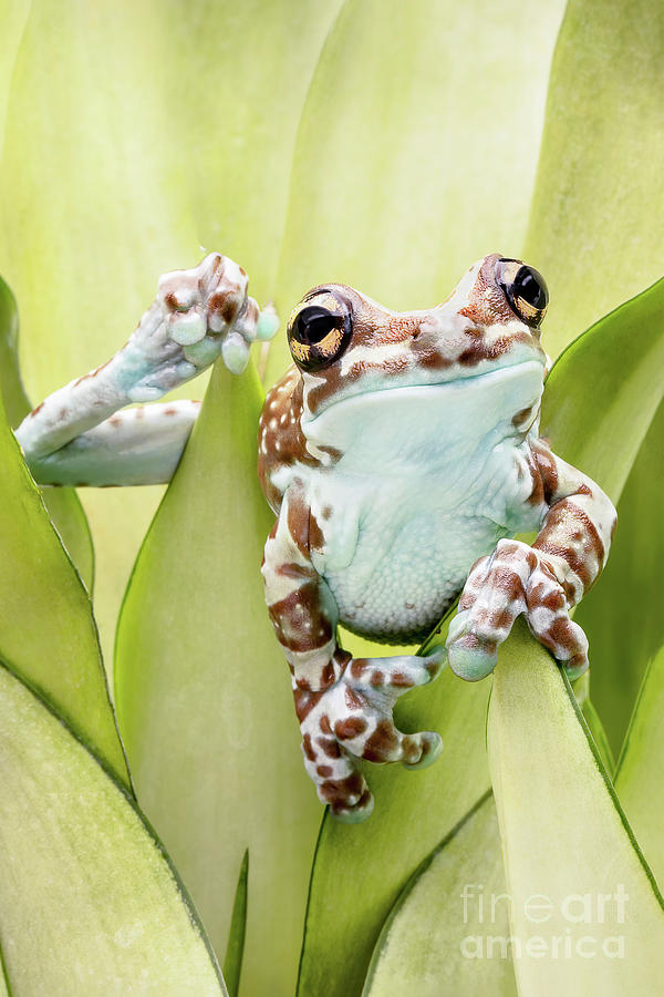 Amazon Milk Frog Photograph by Linda D Lester