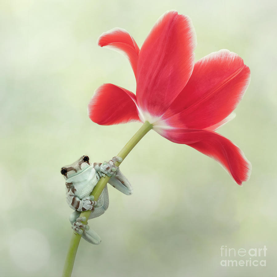 Amazon Milk Tree Frog and a Red Tulip Photograph by Linda D Lester