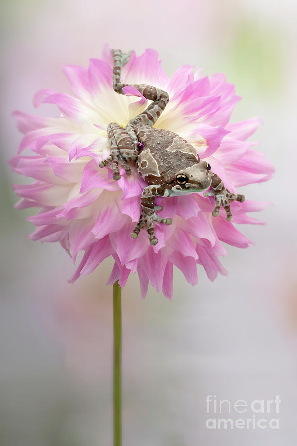 Amazon Milk Tree Frog on a Pink Dahlia Photograph by Linda D Lester