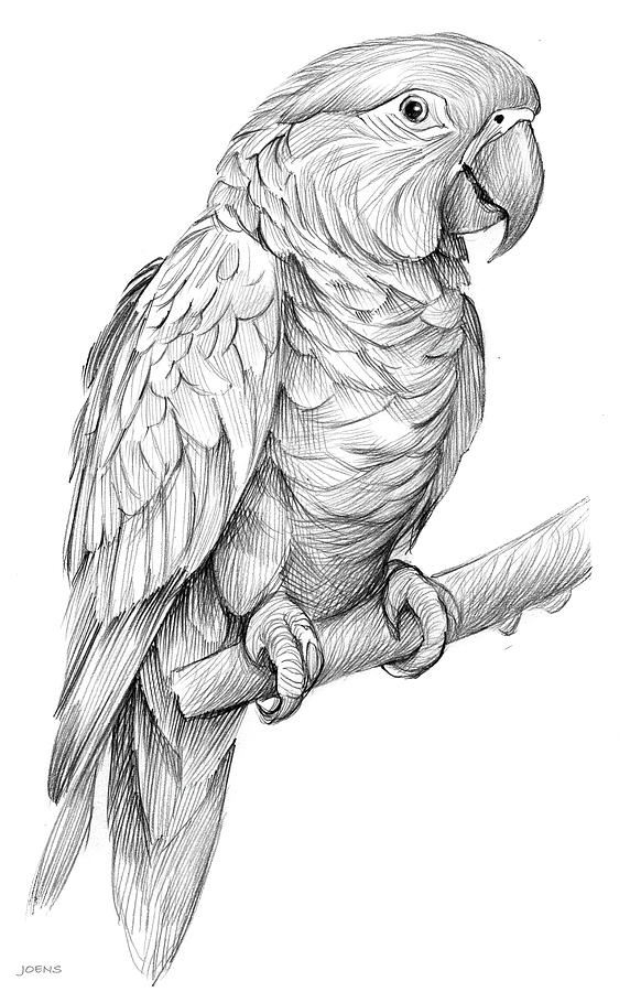 Amazon Parrot Drawing by Greg Joens