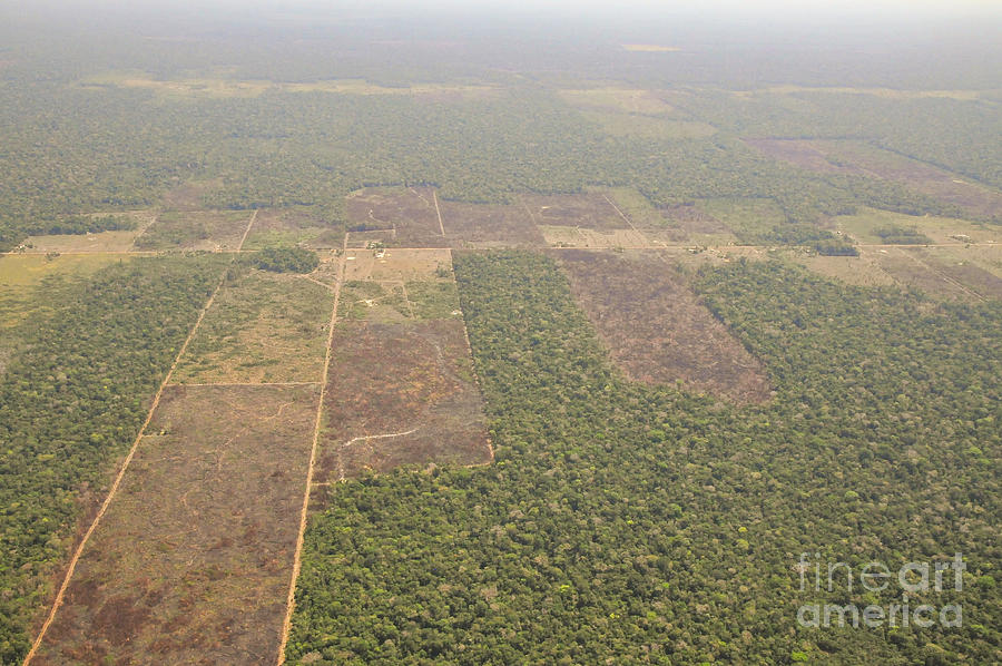 Amazon rainforest aerial view e2 Photograph by Shay Levy - Fine Art America