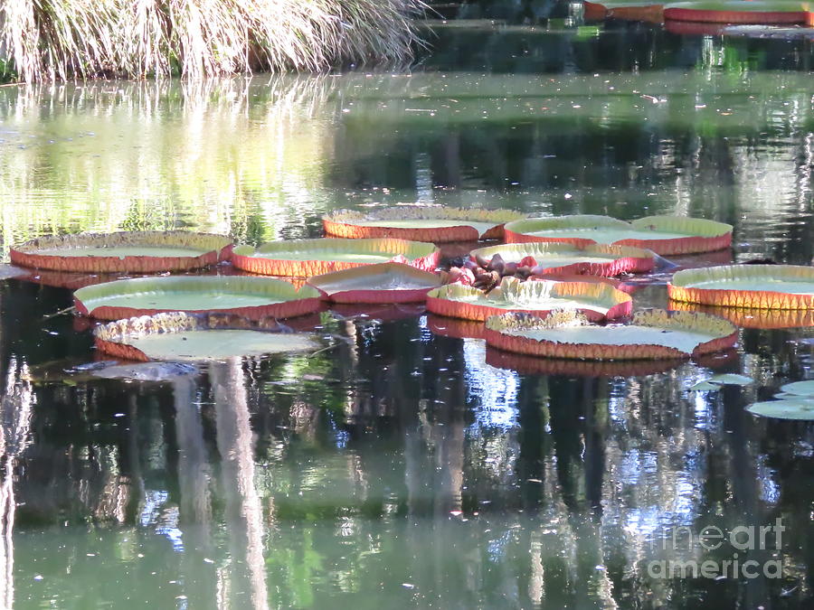 Amazon Water Lilies Photograph by World Reflections By Sharon