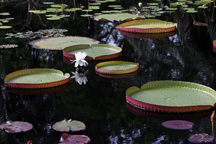 Amazon Water Lily 1 Photograph by Mingming Jiang