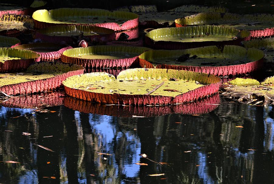 Amazon Water Lily 2 Photograph by Warren Thompson