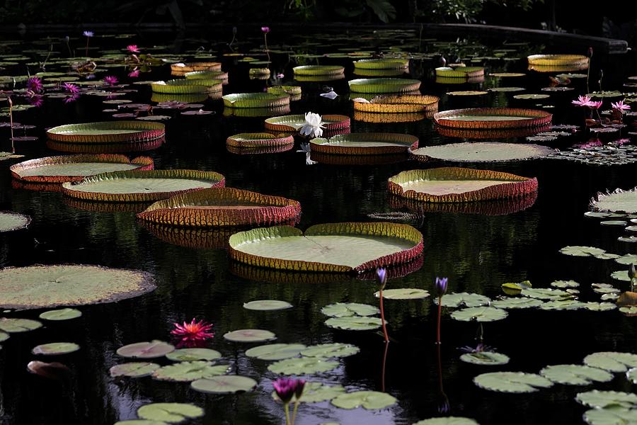 Amazon Water Lily Photograph by Mingming Jiang