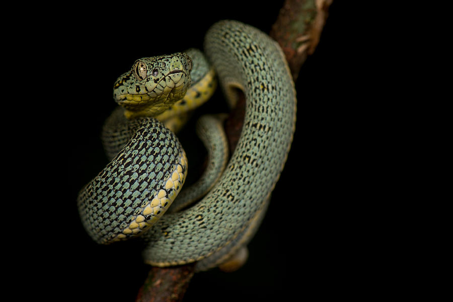 Amazonian palm viper, (Bothriopsis bilineata) Photograph by Jack Mortimer