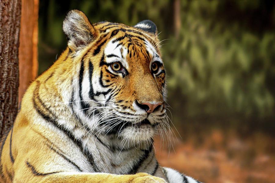 Amba, the Siberian Tiger Photograph by Deb Beausoleil