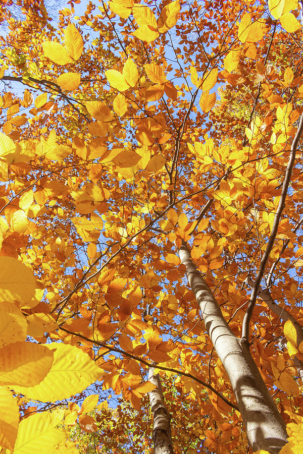 Amber Autumn Tree Photograph by Auden Johnson